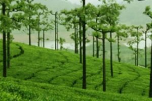 Average price set for tea small growers has been reduced drastically