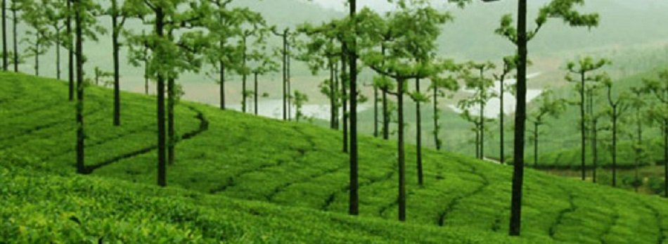 Average price set for tea small growers has been reduced drastically