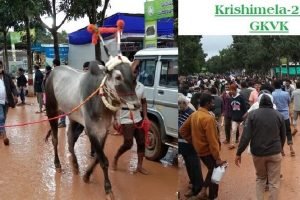 Farmers quoting ₹1 cr for a bull at Krishimela is misleading people-breeders