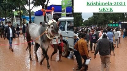Farmers quoting ₹1 cr for a bull at Krishimela is misleading people-breeders