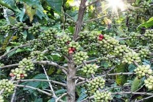 India's Arabica 30% & Robusta 20% coffee production drop due to rain