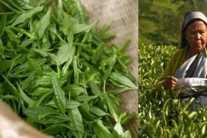 Omicron of Corona, possible lockdown posing new threat for India's tea exports