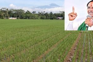Telangana announced to farmers not to engage in paddy cultivation