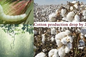 Untimely rain, pink bollworm, poor HTBT drop cotton production by 20-25%