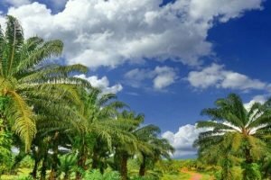 Govt intend to achieve Aatmanirbhar in edible oil under oil palm cultivation