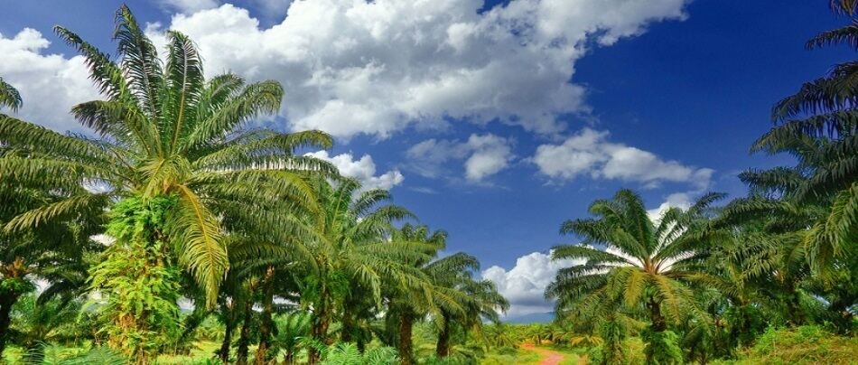 Govt intend to achieve Aatmanirbhar in edible oil under oil palm cultivation