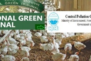 NGT urged CPCB issue guidelines and appropriate orders for poultry farms