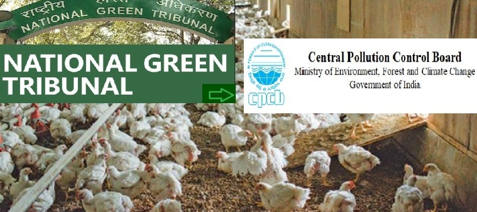 NGT urged CPCB issue guidelines and appropriate orders for poultry farms