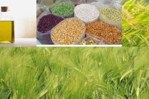 Record foodgrains output in 2021, likely in 2022; price rise, laws repeal bitter pills for agri sector