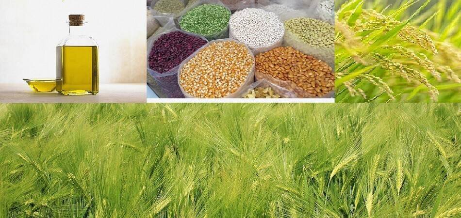 Record foodgrains output in 2021, likely in 2022; price rise, laws repeal bitter pills for agri sector