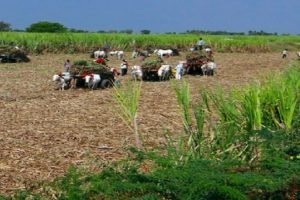 TN sugarcane farmers to get a special incentive for 2020-21 crushing season