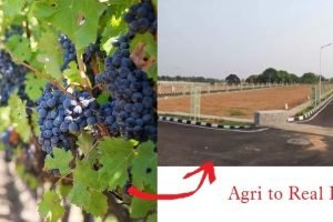 Why grape growing farmers converting their land into residential plots