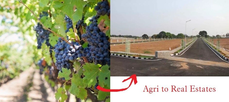 Why grape growing farmers converting their land into residential plots
