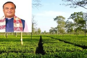 Assam govt to form Agricultural Commission to explore commercial production