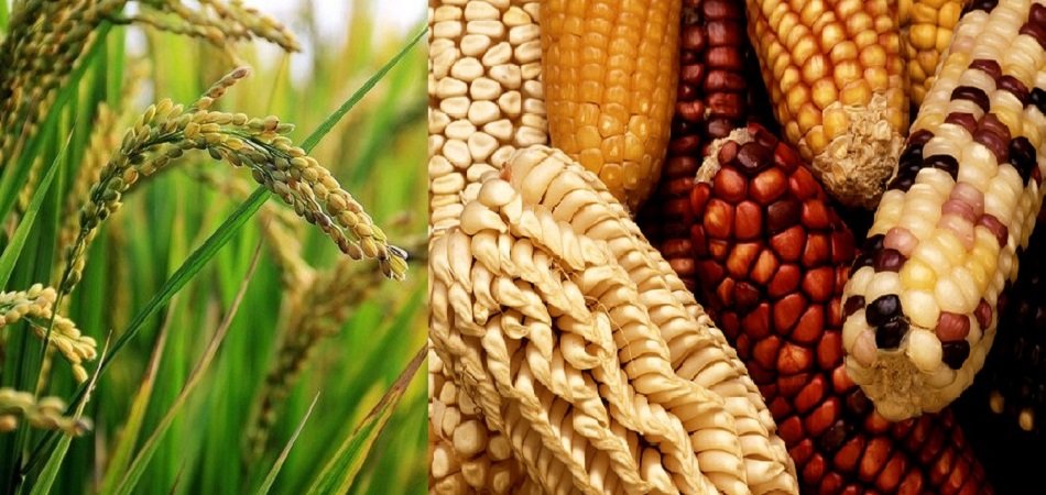 China expands its production of GM crops taking steps to offset areas of GMO