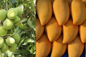 First box of mango arrived in market yard and was sold for ₹18,000