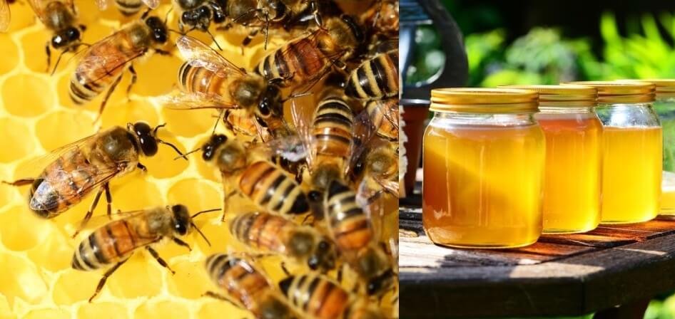 Huge opportunity for honey export to Europe other nations- APEDA