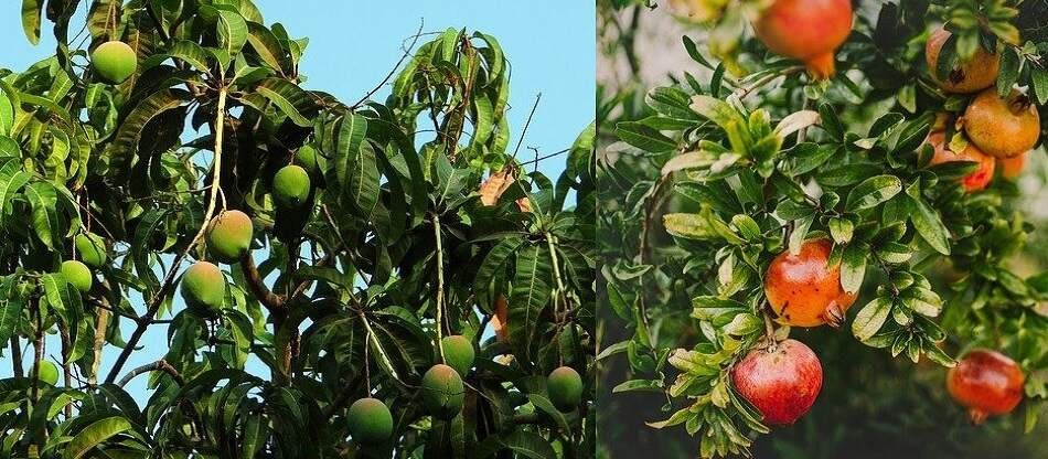 India to export Mangoes, Pomegranates to US & Washington alfalfa hay, cherries in 2022-