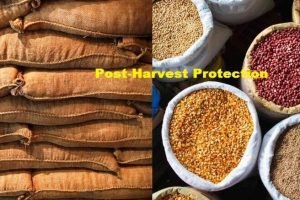 Innovations and advancements in abating post-harvest losses CSIR Mysore