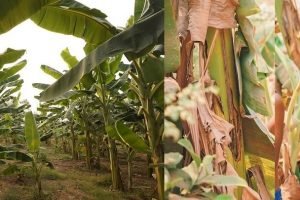 KVK technology to clean harvested banana plants, nurture soil's bio-fertility