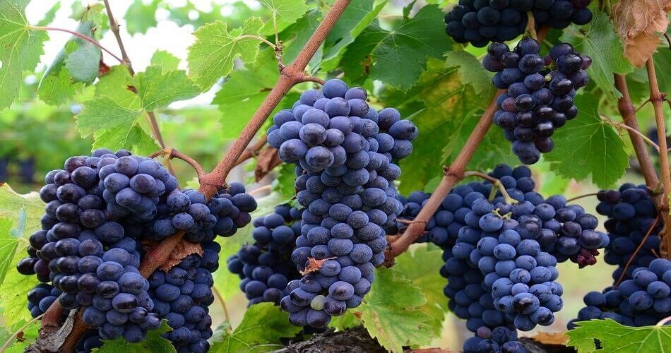 Karnataka plans to allow sale of wine in supermarkets, give grape farmers a leg-up (1)