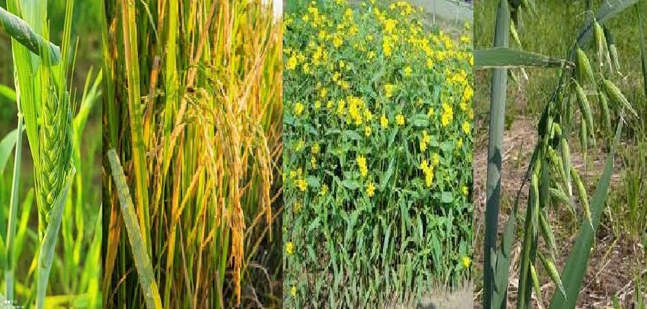 MP Agri University developed new varieties of Wheat, Rice, Oats, Niger crop