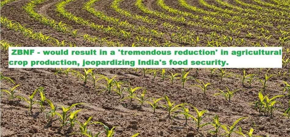 Zero Budget Natural Farming (ZBNF) would result in a 'tremendous reduction' in agricultural crop production, food security