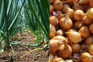 Centre plans to become surplus country in onion production by increasing regions