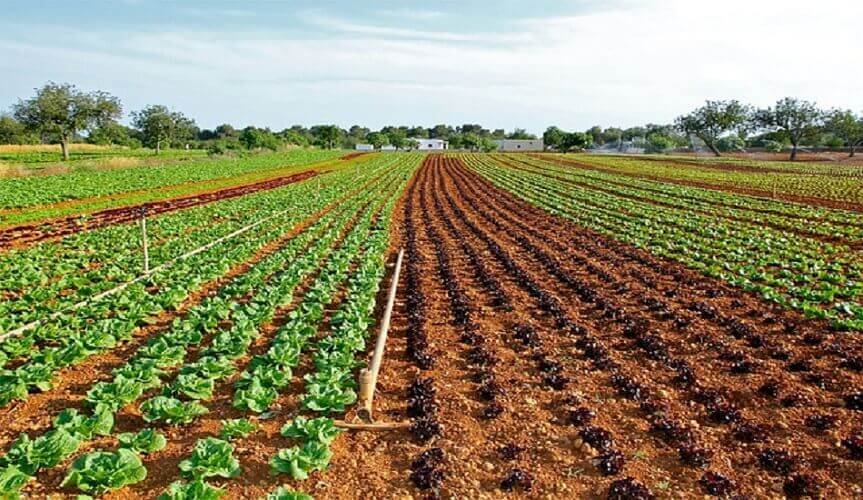 Chemical-free natural farming will boost exports, AgriTech to assist digital ecosystem