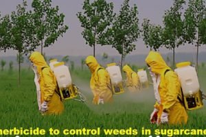 Crystal Crop Protection launched herbicide 'Hola' to control weeds in sugarcane