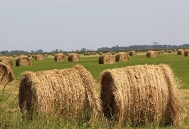 Farmers’ unions allege Budget 2022 ‘attitude of revenge’ toward farmers