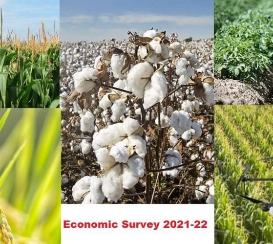 Govt should prioritize crop diversification Agri allied sectors use of alternative fertilizers - Economic Survey