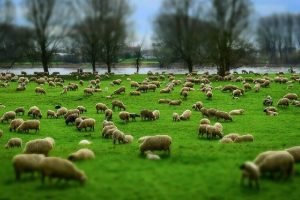 Jammu & Kashmir inked contract with New Zealand to improve sheep farming (1)