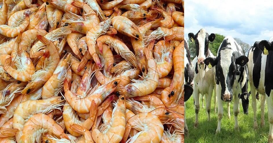 Livestock sector believes this budget will boost shrimp & milk output