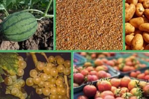 Ensure quality of agricultural produce in order for farmers to get fair prices - Tomar