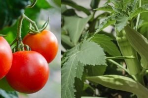 FMC India, introduced an insecticide against tomato and okra fruit borers