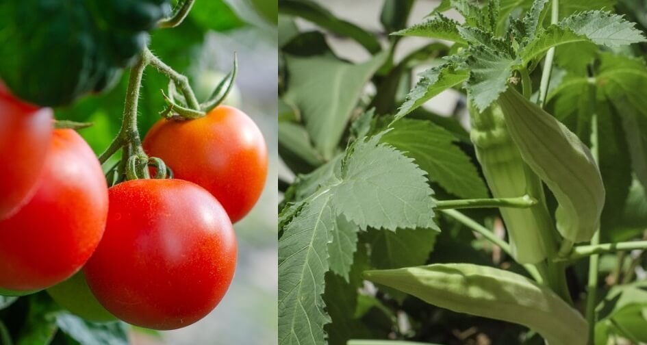 FMC India, introduced an insecticide against tomato and okra fruit borers