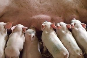 India need to prioritize piggery in livestock farming to meet rising pork demand - Experts.