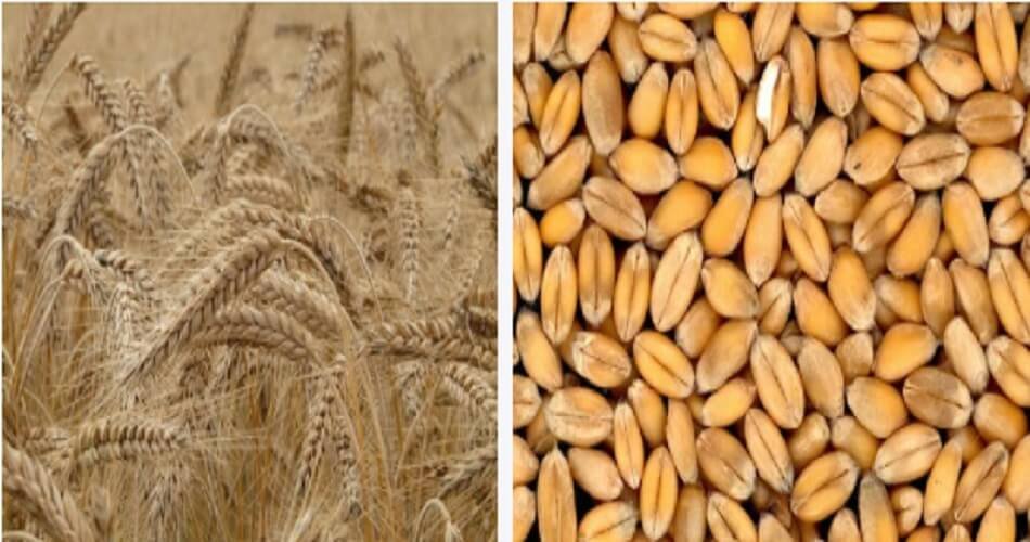 Ukraine-Russia crisis- global wheat prices at 14-year high, India's export potential beckon.