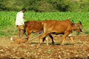 4 lakh ha brought under 'natural farming' so far; Niti Aayog lay roadmap to scale it up
