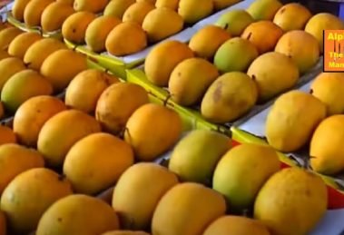 Alphonso, the 'king of mangoes,' is back on US market after two years