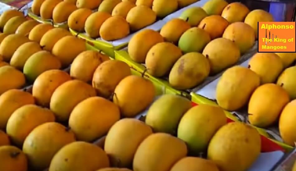 Alphonso, the 'king of mangoes,' is back on US market after two years