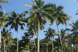 CDB hosts statewide Trade Expo on 'coconut farming, processing, value addition'