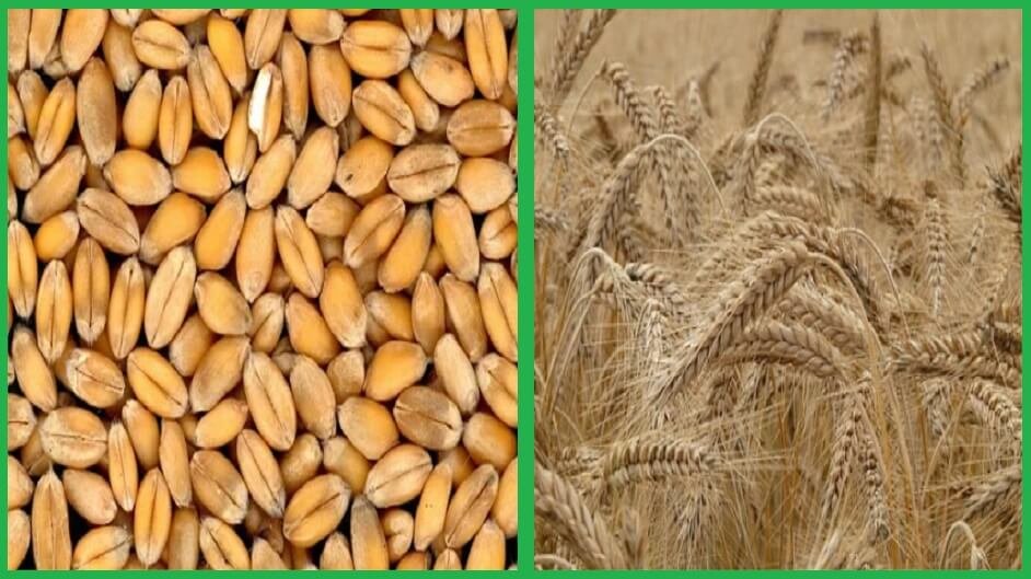 Why India attempting to increase wheat exports - Is there wheat surplus in India