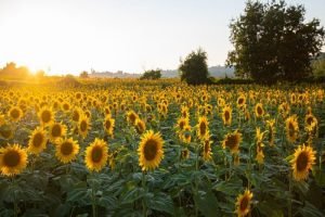 sunflower area under cultivation - agriculture minister Tomar