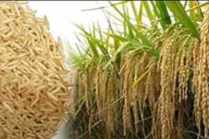 Adani Wilmar acquired basmati rice brand Kohinoor from McCormick Switzerland