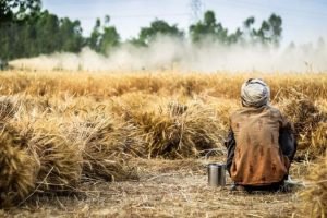 After the prohibition on wheat exports, the harvest is bitter for Indian farmers