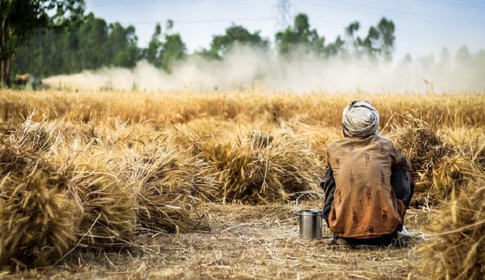 After the prohibition on wheat exports, the harvest is bitter for Indian farmers