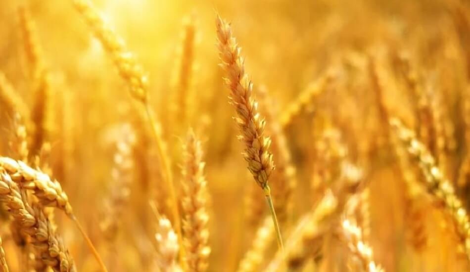 Agribazaar, made the first online deal to ship 50,000 tonnes wheat to Turkey