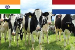 Dutch govt to establish Dairy Trading Center of Excellence (DTCE) in India